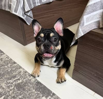 French Bulldog Male – 9 Months Old – Fully Vaccinated