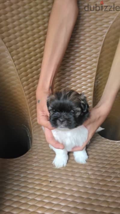 Shih tzu puppy with the top quality _ ميني شيتزو مستوى نقي جدا متطعم