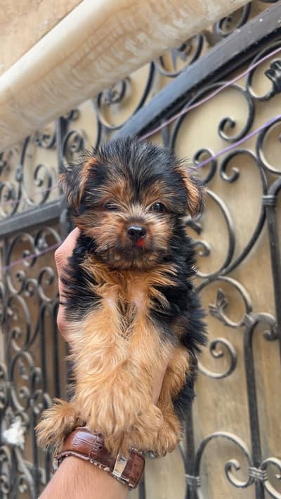 Male Yorkshire 80 day يورك شاير