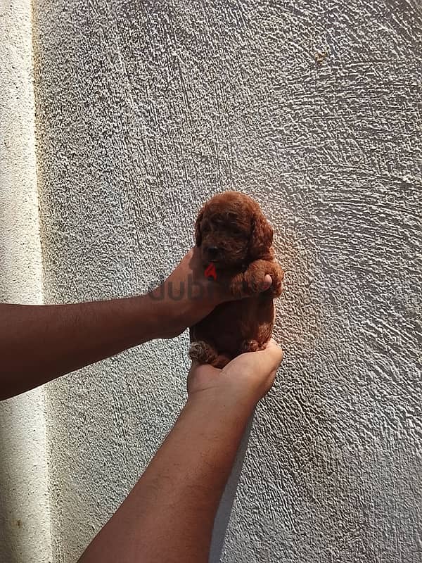Toypoodle puppies high quality 1