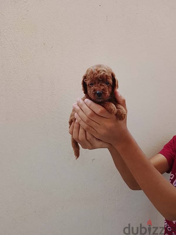 Toypoodle puppies high quality 2