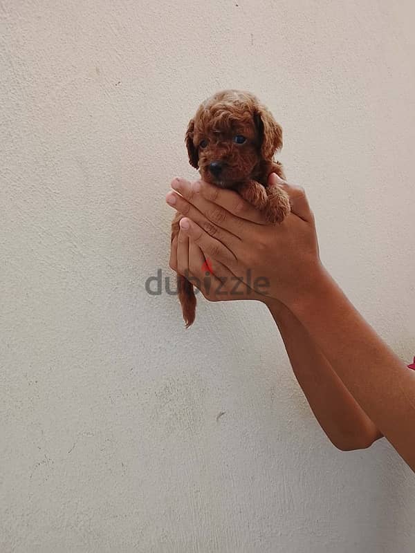 Toypoodle puppies high quality 3