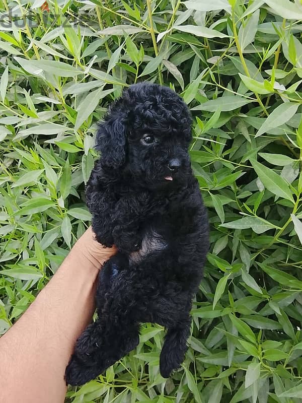 Toypoodle puppies high quality 4