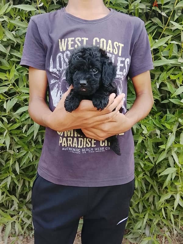 Toypoodle puppies high quality 5