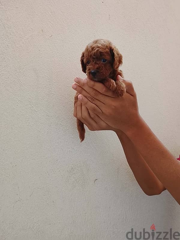 Toypoodle puppies high quality 6