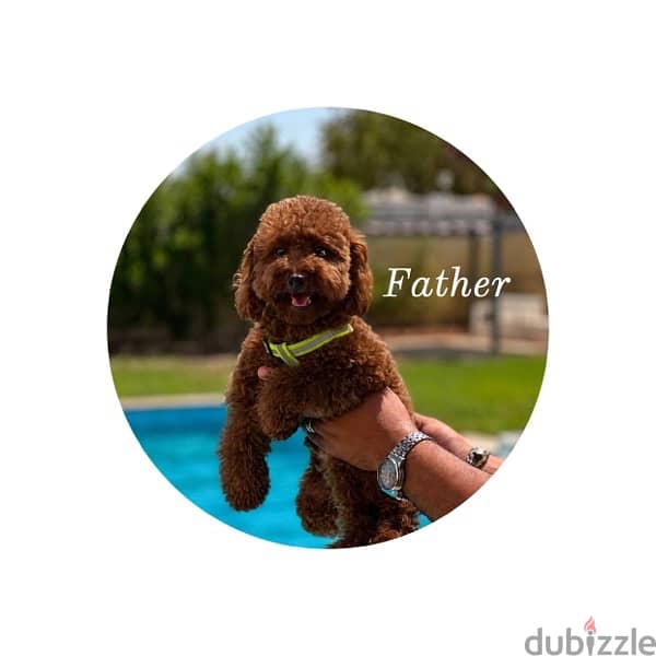 Toypoodle puppies high quality 7