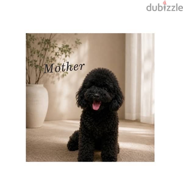 Toypoodle puppies high quality 8
