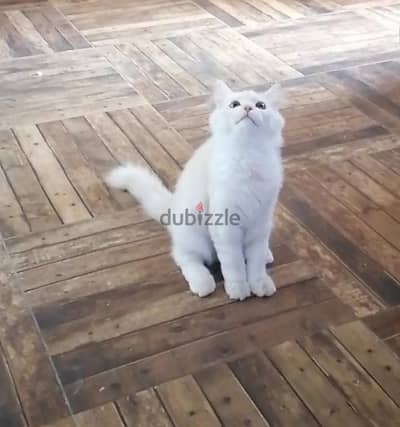 قط شيرازي