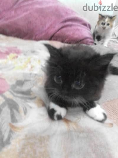 للبيع قطتين شيرازارى قطة سواد وقطة  ملونة  عمر ٤٥ يوم