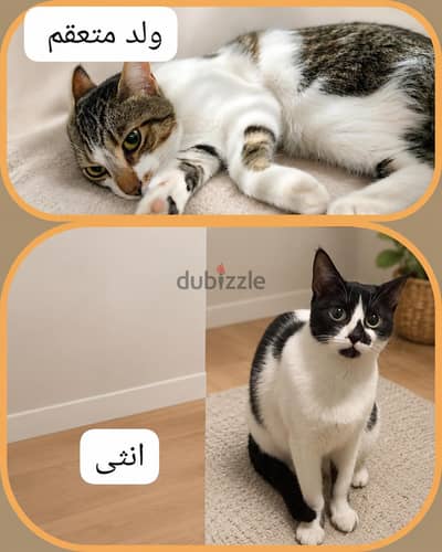 قطط للتبني في مدينتي