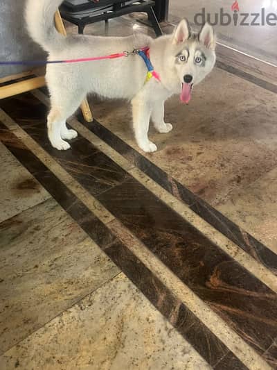 4 months Male  Husky for sale