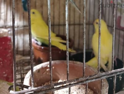 جوز استرالي شبابات نتايه عين حمراء