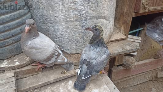 زغلولين زواجل