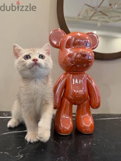 British shorthair female cat