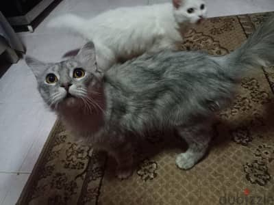 قطتين للتبني