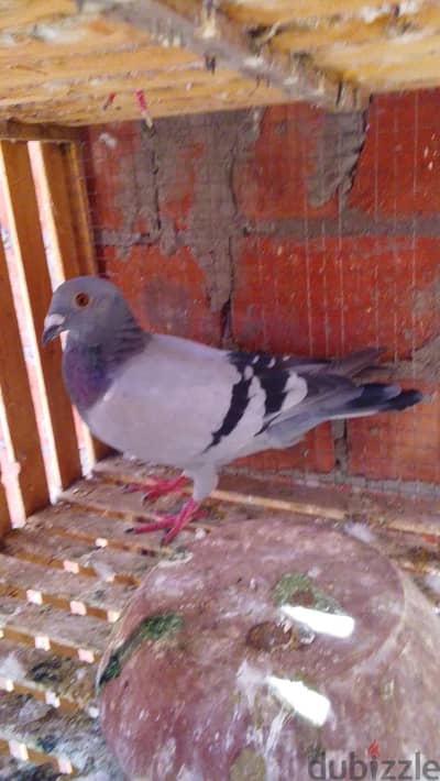 دكر زاجل ازازي ودكر جين اردن