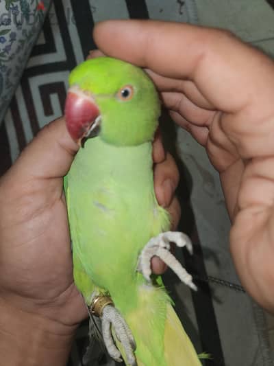 دره هندي
