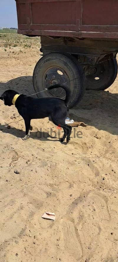 مطلوب كلب مبيتحلش