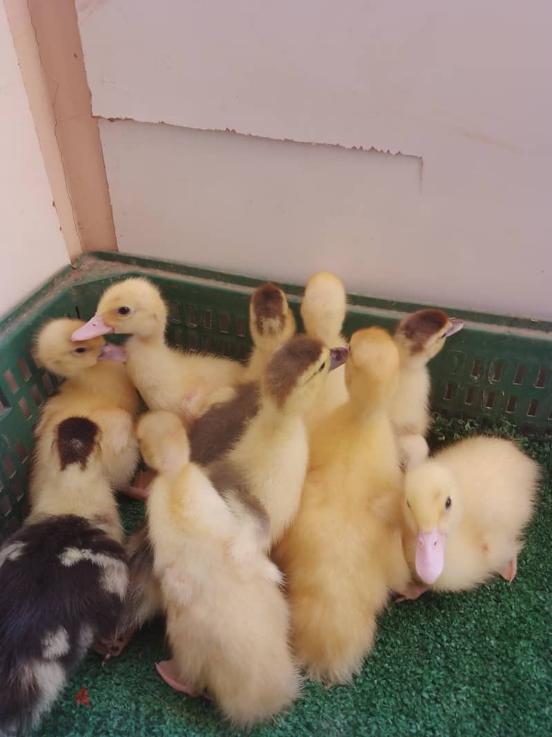 بط مسكوفى 4