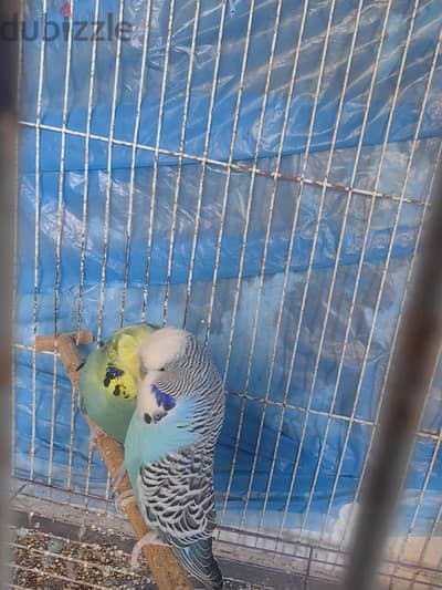 جوز انصاص