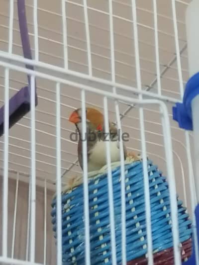 ذكر زبرا
