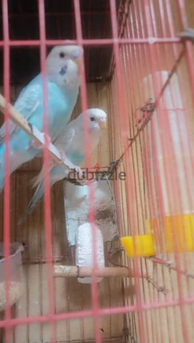 عصافير استرالى