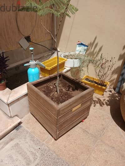 شجرة بونسيانا في حوض خشبي متحرك