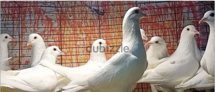 حمام لاحم فرنسي