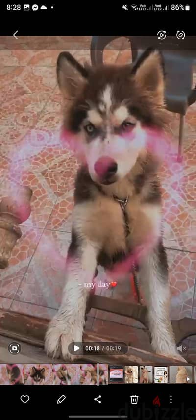 كلب هاسكي مطعم عمره اربع شهور للبيع عينه ملونه لون ولون