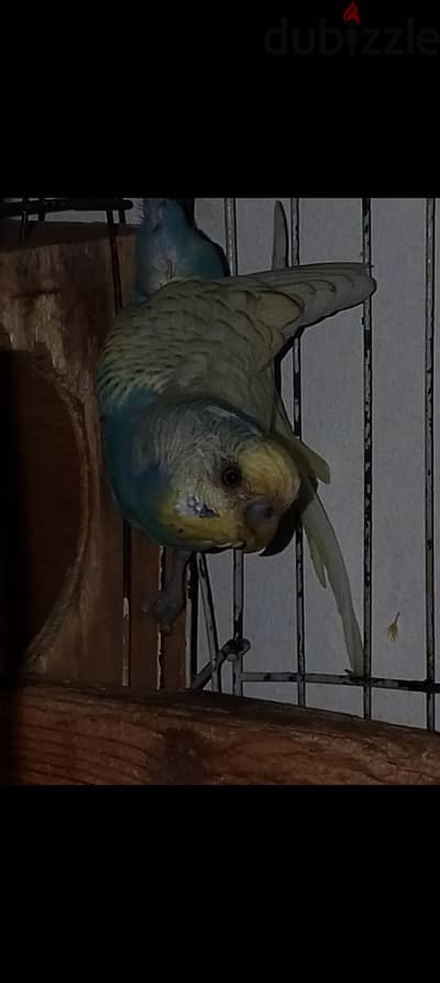 budgie bird