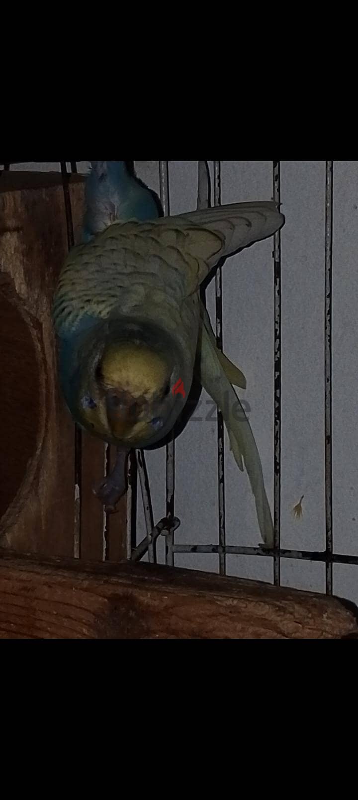 budgie bird 1