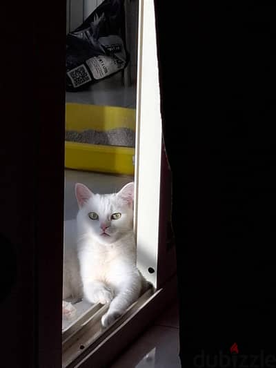 white female cat