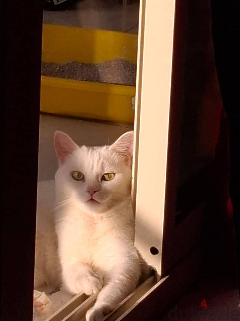 white female cat 1