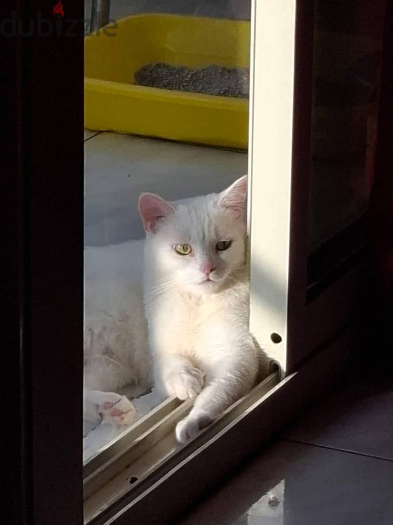white female cat 2
