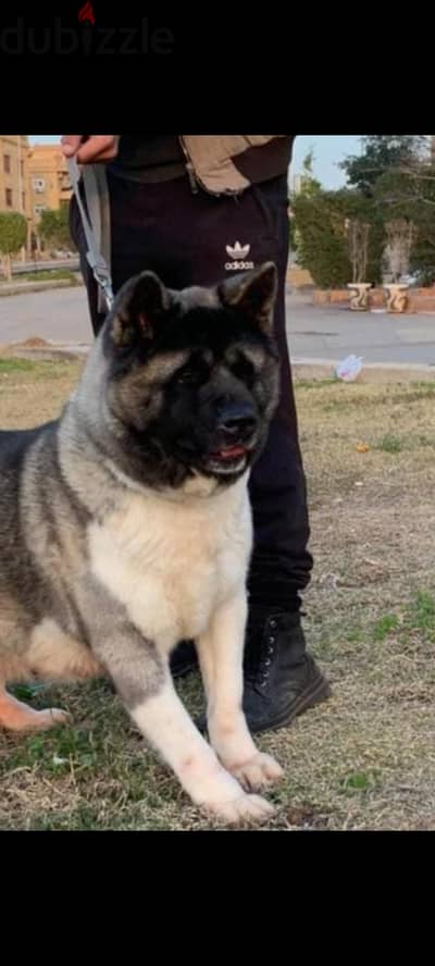 Female akita انثى امريكان أكيتا