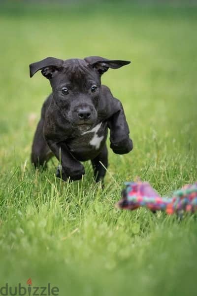 American pit bull terrier puppy female from Russia American pit bull terrier puppy female from Russia