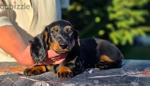 Standard long-haired dachshund puppy female from Russia