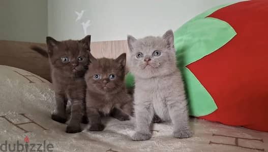 British shorthair kitten female from Russia