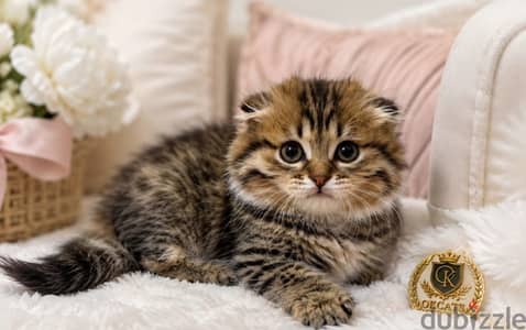 Munchkin kitten female from Russia