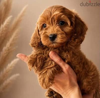 Cavapoo puppy female from Russia