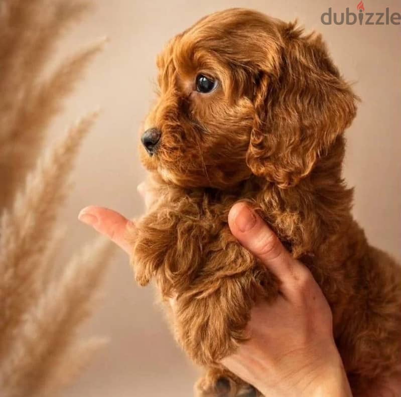 Cavapoo puppy female from Russia 1