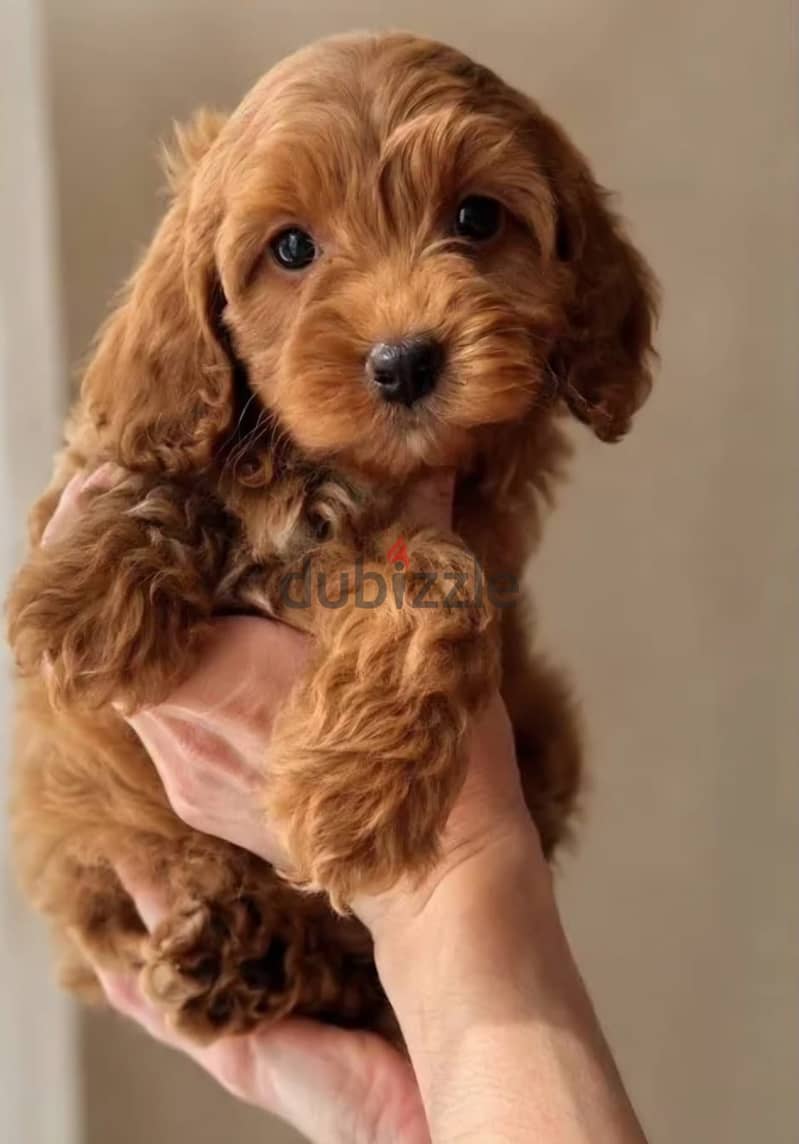 Cavapoo puppy female from Russia 2