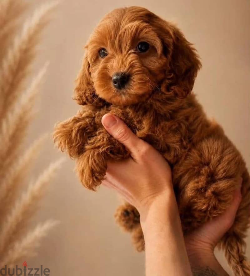 Cavapoo puppy female from Russia 3