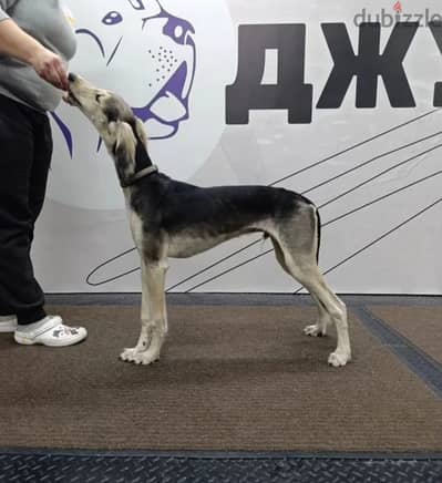 Saluki puppy male from Russia Saluki puppy male from Russia