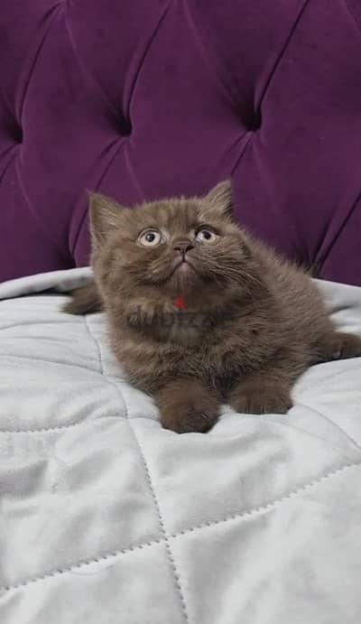 British shorthair kitten female from Russia