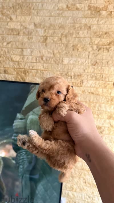 ولد toy poodle. انتيكا للبيع