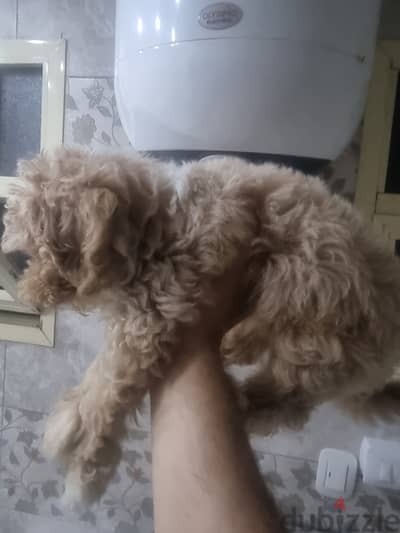 Maltipo dog for sake