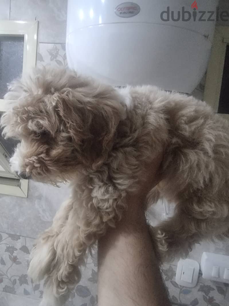 Maltipo dog for sake 1