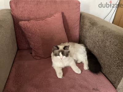 Ragdol cat for sale