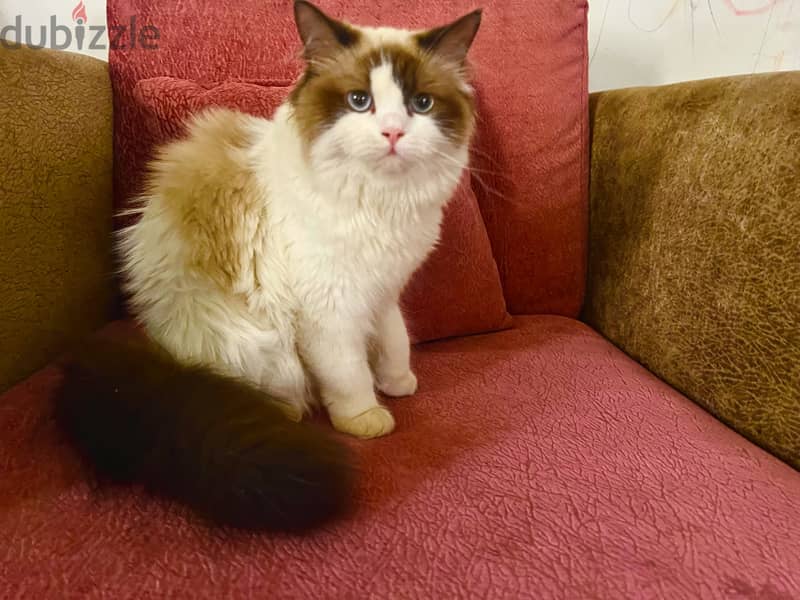 Ragdol cat for sale 1